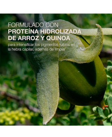 NBC REFLECTS BLONDE SHAMPOO 300 ML. - El Palacio De La Belleza